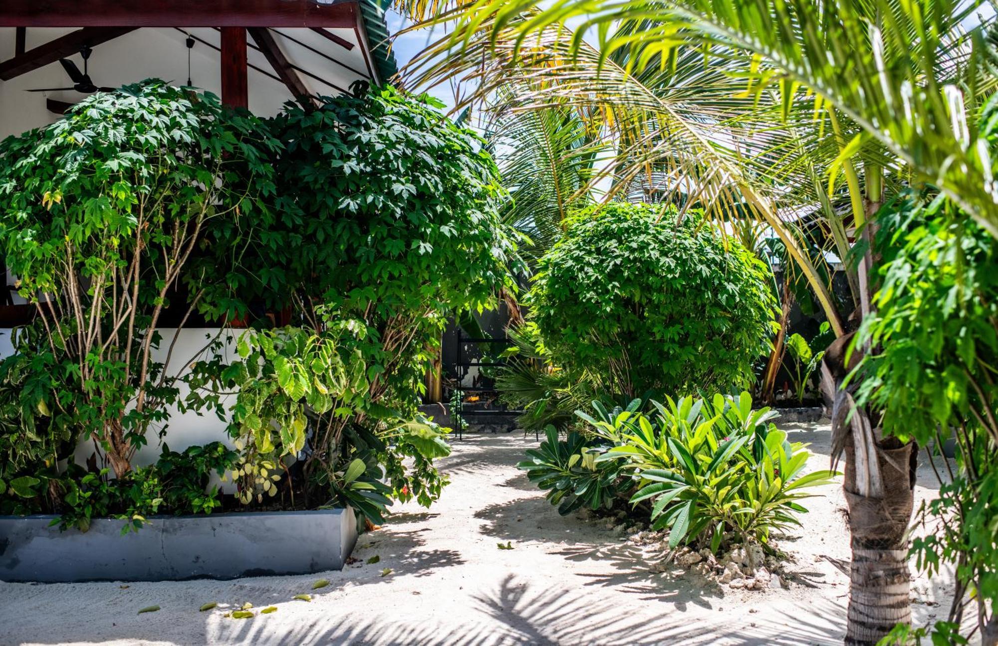 Baobab Bungalows Jambiani  Kültér fotó