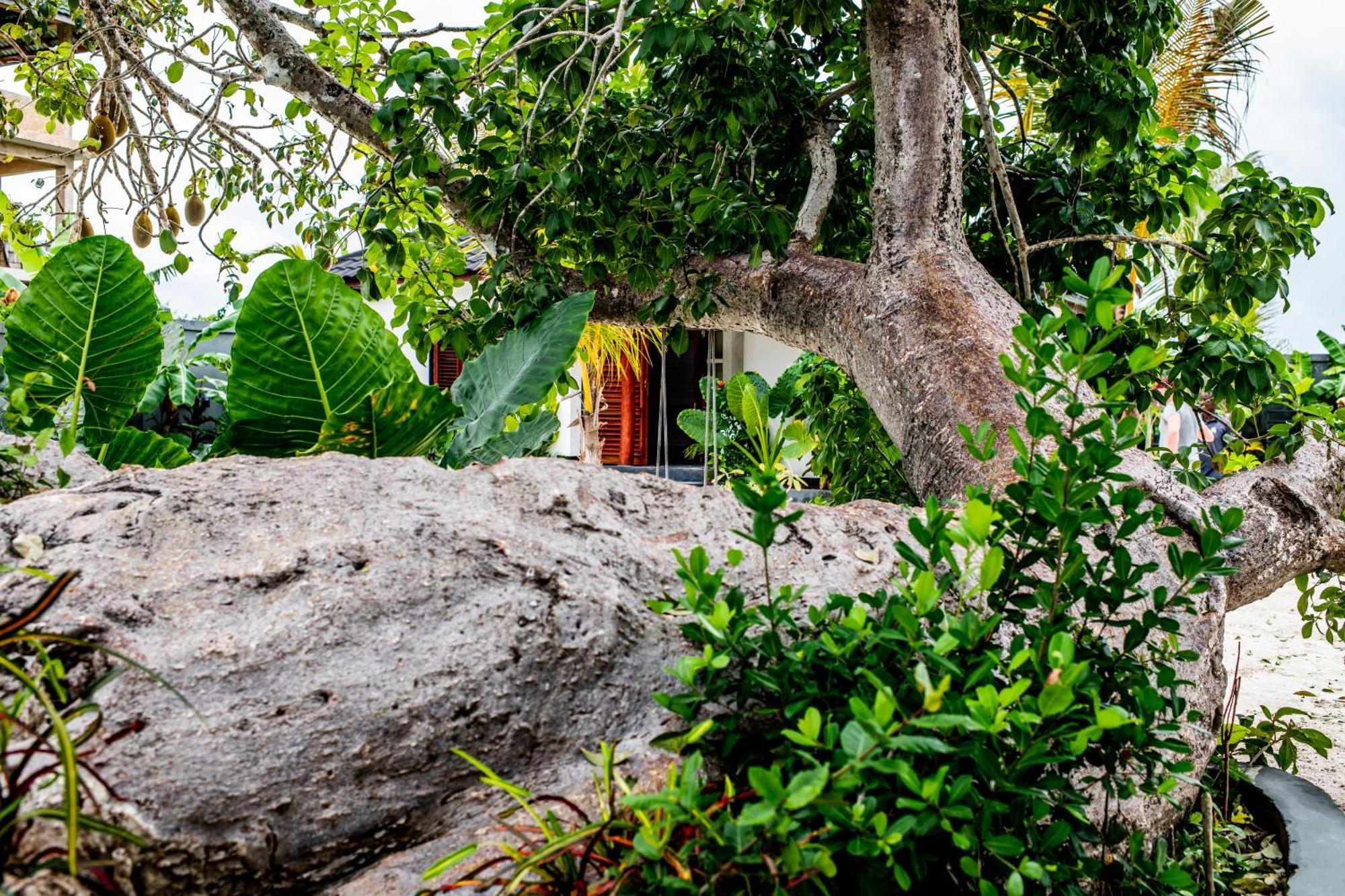 Baobab Bungalows Jambiani  Kültér fotó