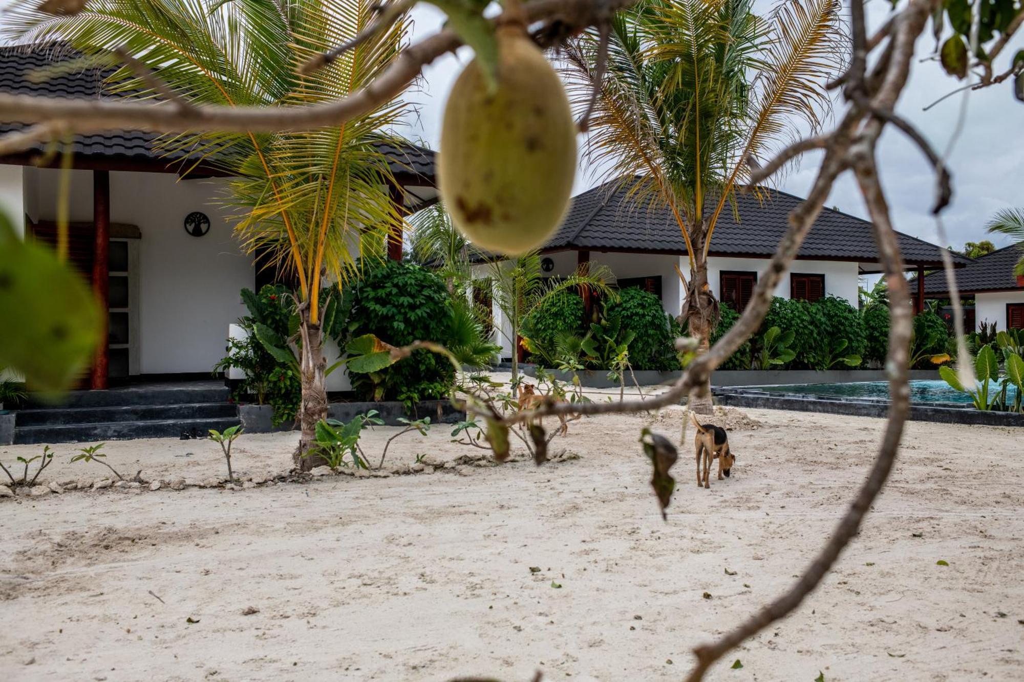 Baobab Bungalows Jambiani  Kültér fotó